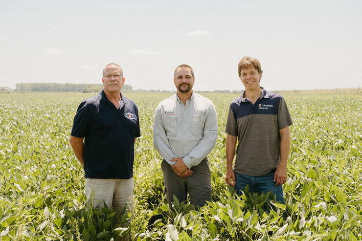 Three men stand thigh-deep in a soybean field