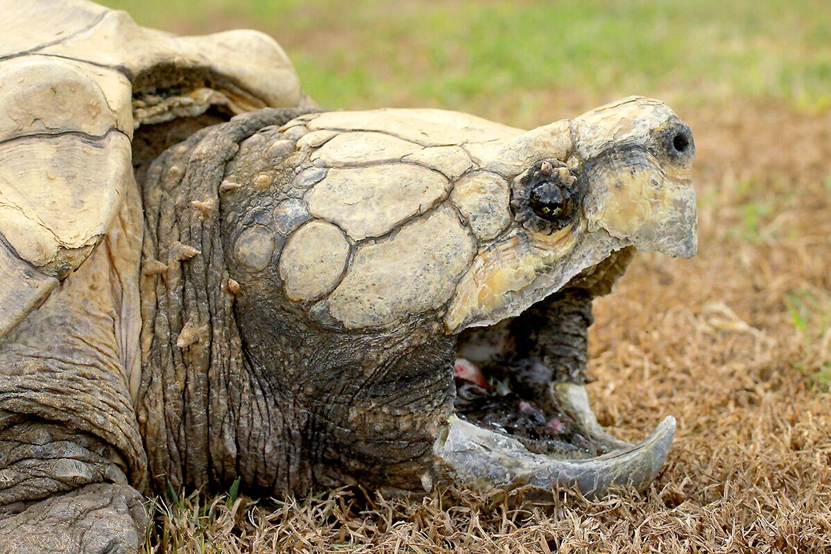 Environmental DNA study successfully detects alligator snapping turtles in southern Illinois