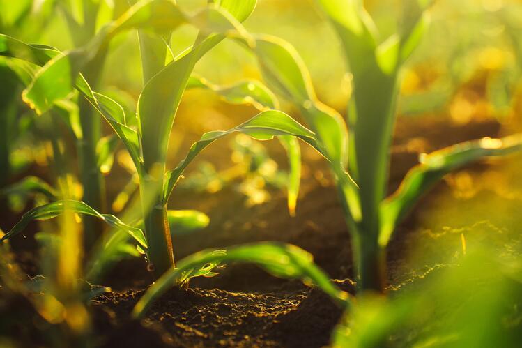 Sunlight filtering through small corn plants