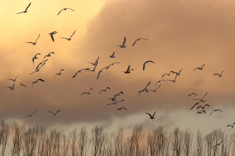 a flock of birds flying above a row of leafless trees in the evening light.