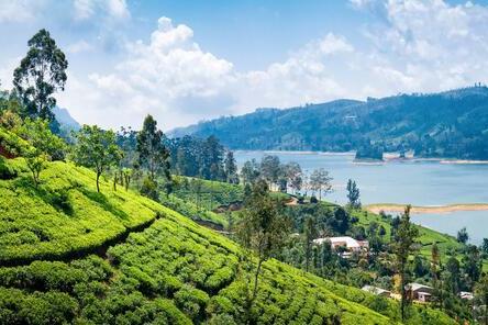 A tea plantation in Sri Lanka.