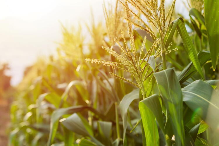 A stand of corn plants with tassels