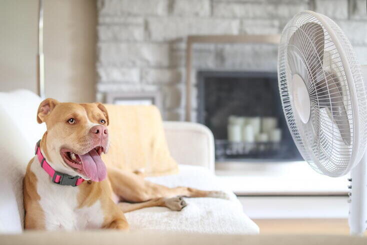 A dog sits on a couch with a fan pointed at it.