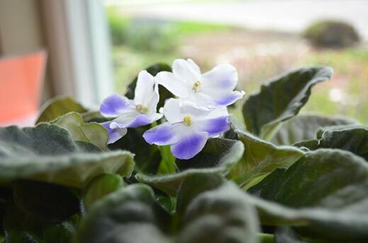 Empowering indoor flowering