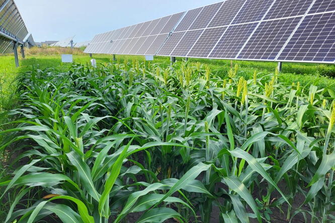 Crops growing between solar panels