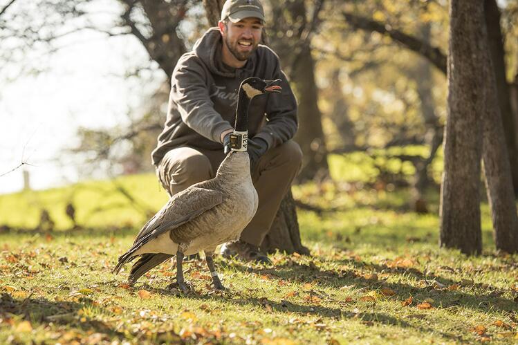 Ryan Askren with collared Canada goose