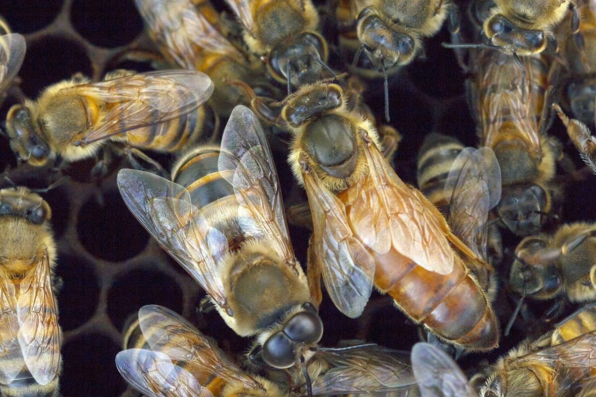 Group genomics drive aggression in honey bees