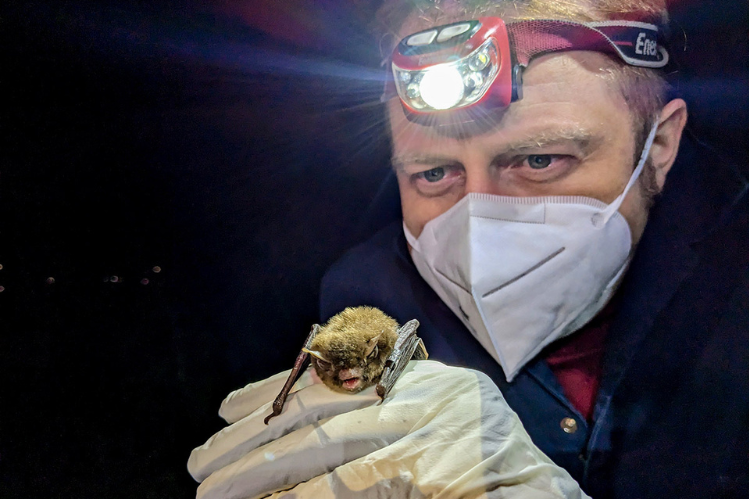 A person wearing a headlamp and face mask peers closely at a small brown bat held in a gloved hand in the foreground.