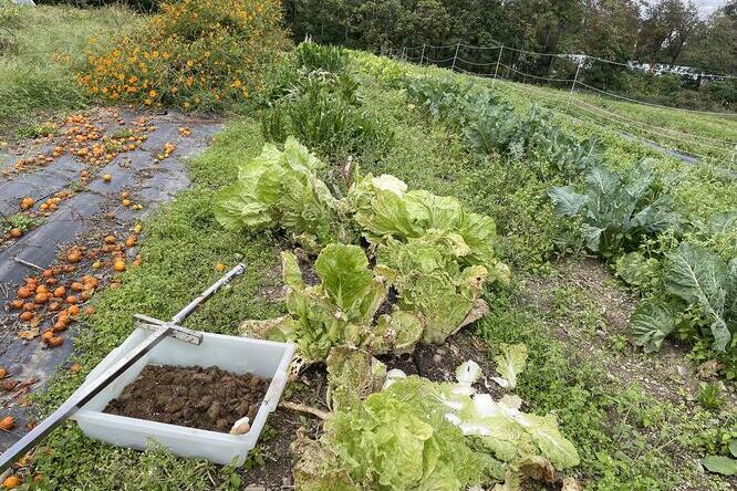 A vegetable garden with various crops, including lettuce and kale, alongside scattered tomatoes on a plastic tarp. A bin filled with soil and a garden tool are in the foreground.