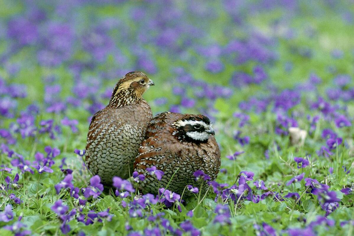 Bobwhites listen to each other when picking habitat