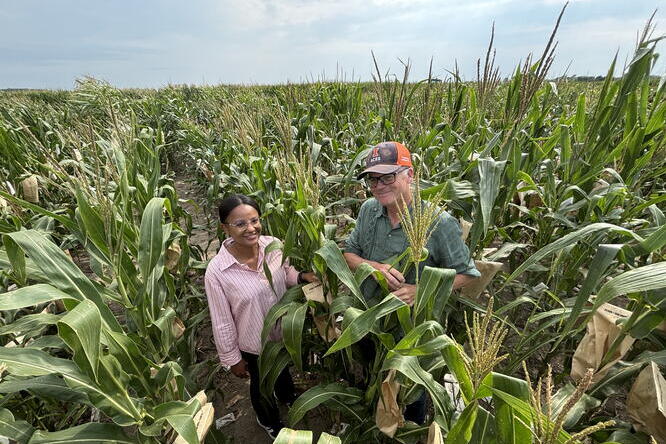 A man and woman standing among tall corn stalks look up toward the camera