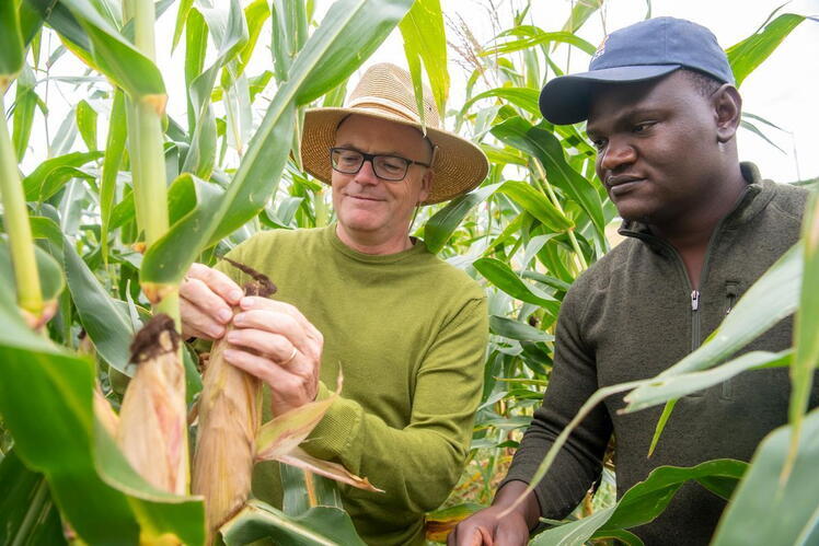 Two men standing in a cornfield inspecting corn plants, one wearing a straw hat and glasses, the other wearing a blue cap.