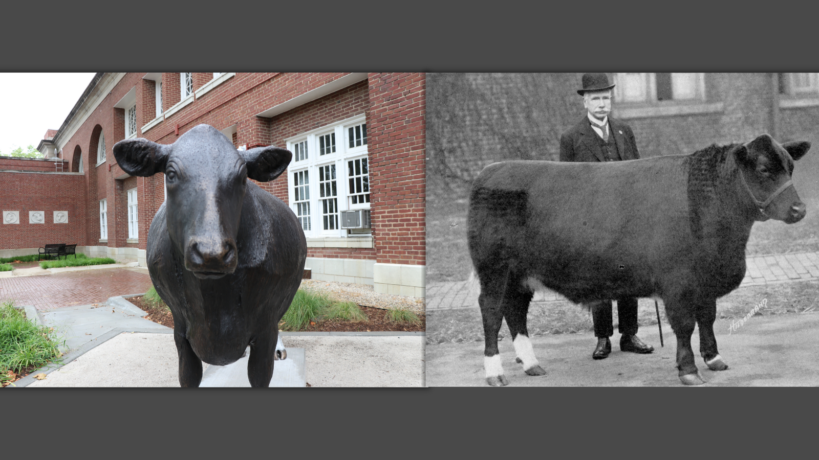 From storage to center stage: New bronze statue of world-famous steer welcomes visitors to Stock Pavilion 