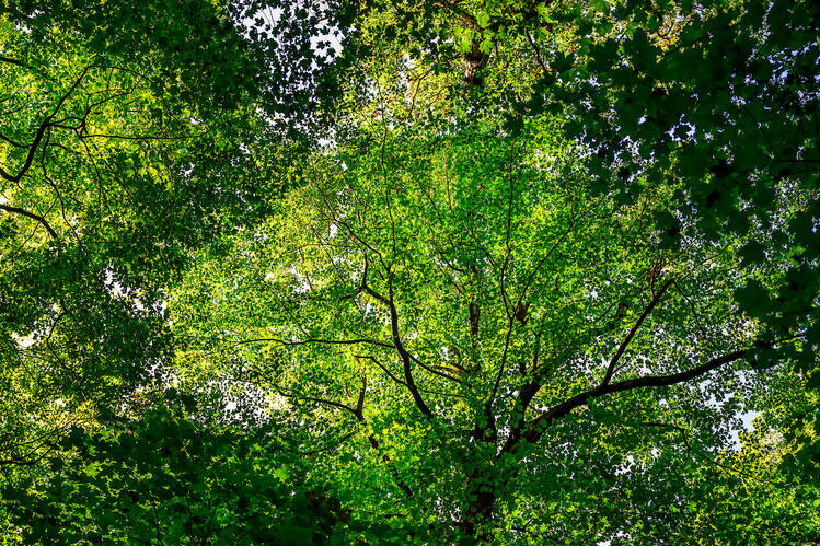 A leafy forest canopy viewed from below