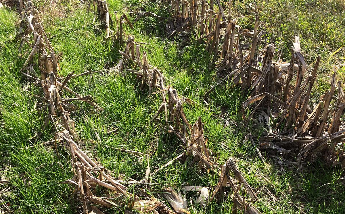 Illinois study shows universally positive effect of cover crops on soil microbiome