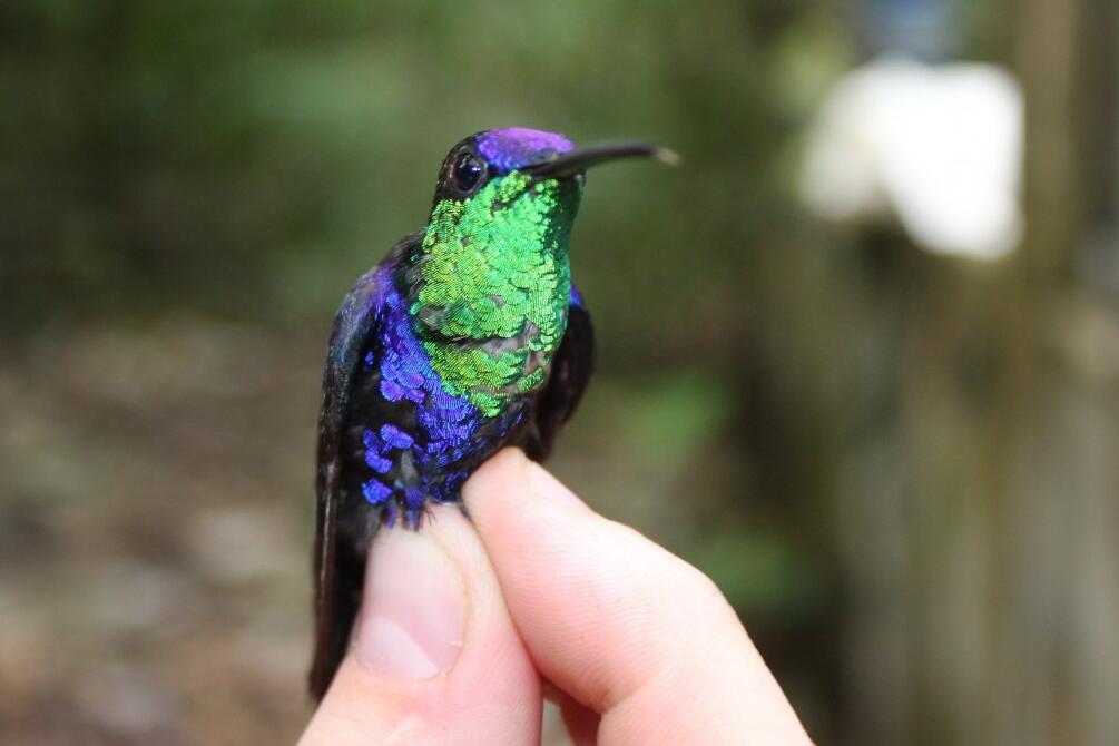 Hummingbirds show up when tropical trees fall down