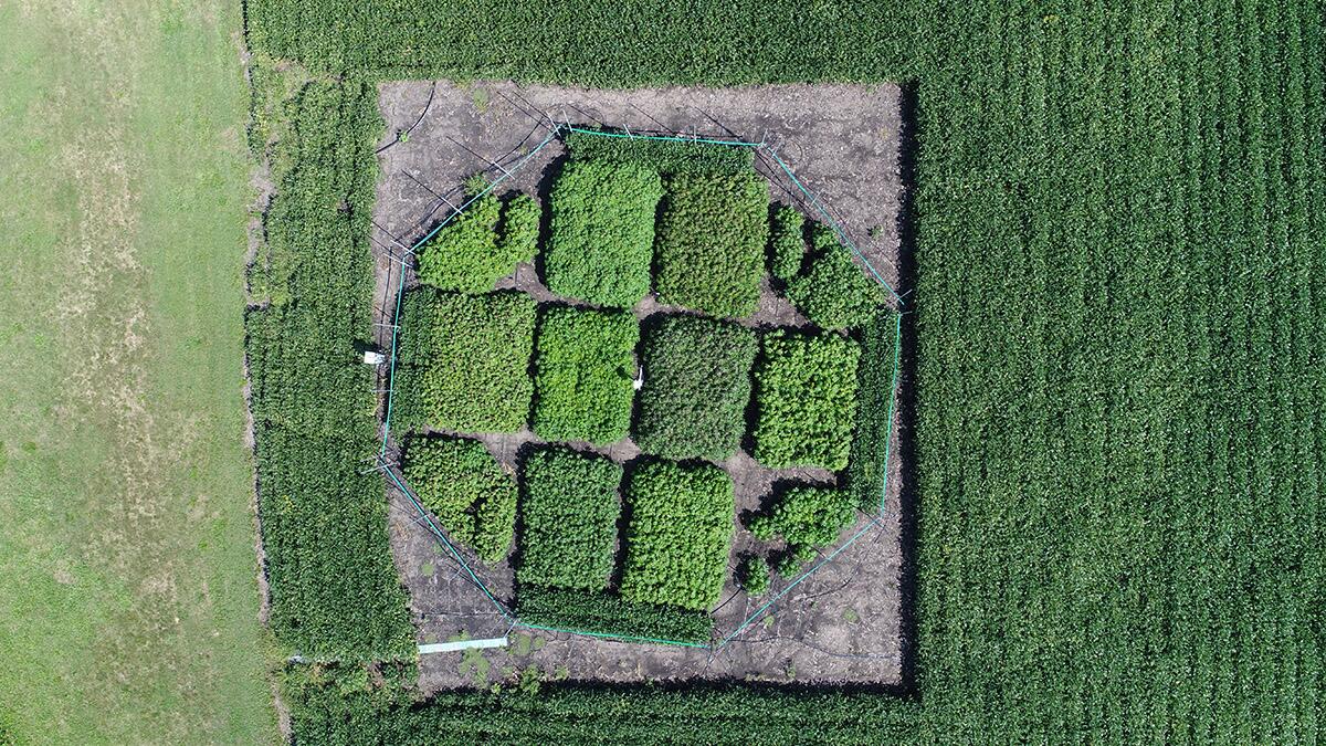 Cassava may benefit from atmospheric change more than other crops Cassava may benefit from atmospheric change more than other crops