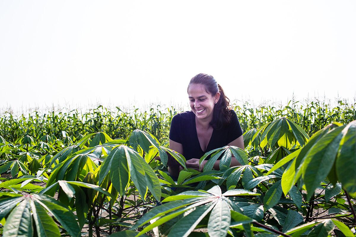 Scientists find ways to improve cassava, a ‘crop of inequality’ featured at Goalkeepers