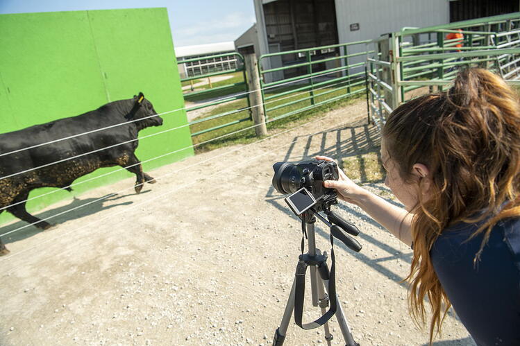 A black cow walks in front of a green screen. In the foreground, a person is aiming a camera at the cow.