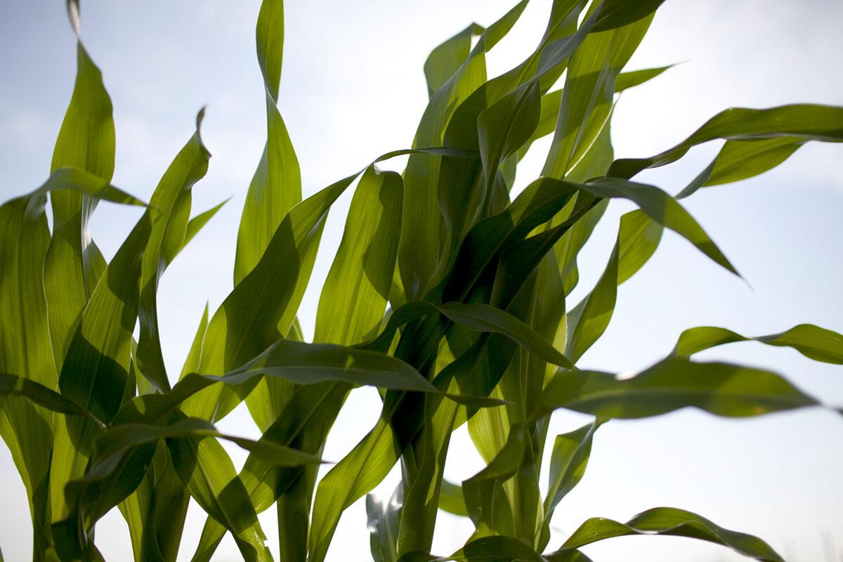 Study finds rising ozone a hidden threat to corn