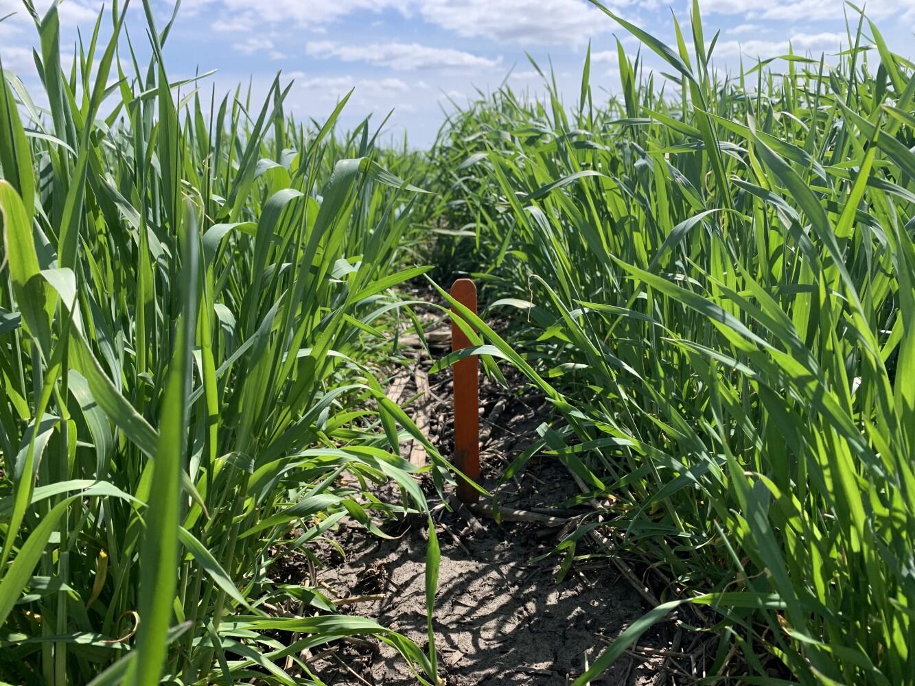 Advanced model and field data add up to better cover crop management