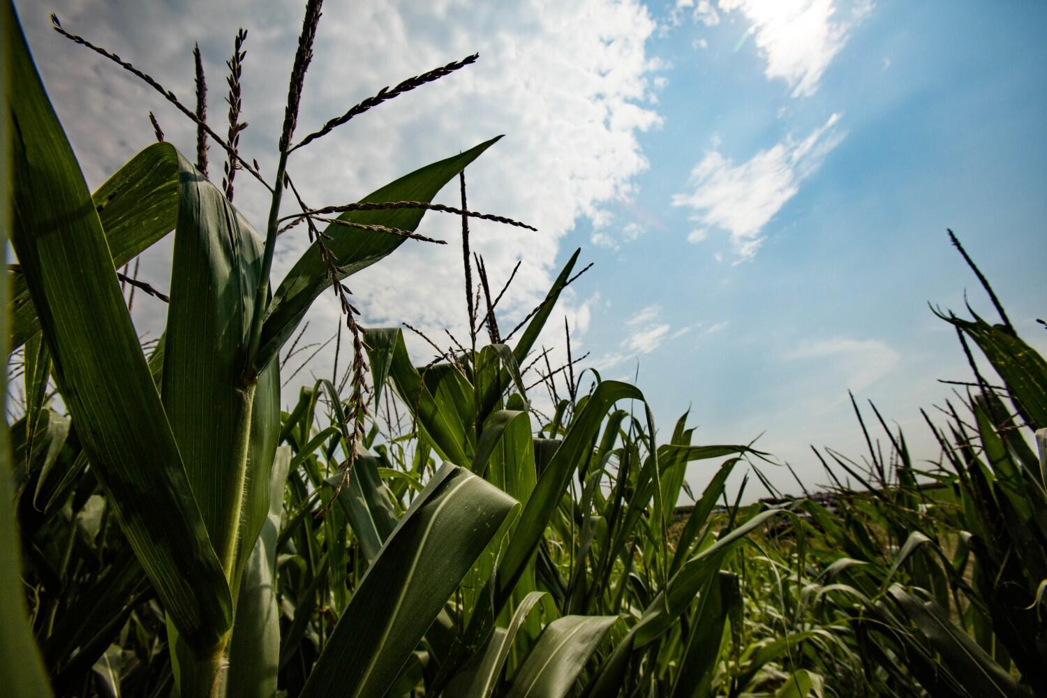 Dynamic photosynthesis model simulates 10-20 percent yield increase
