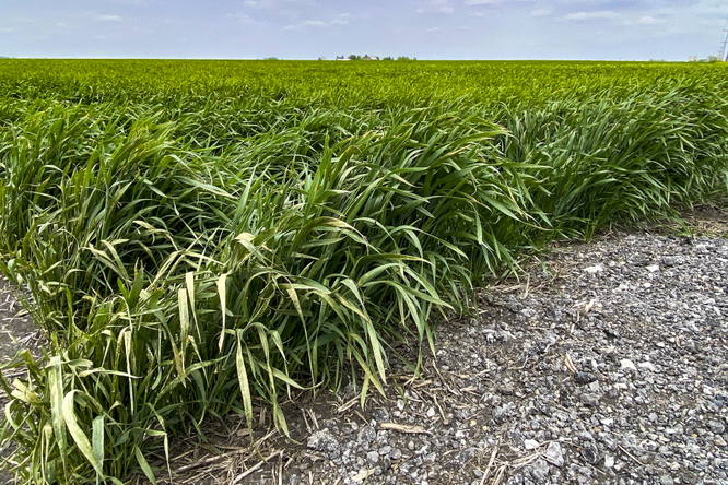 grass cover crop