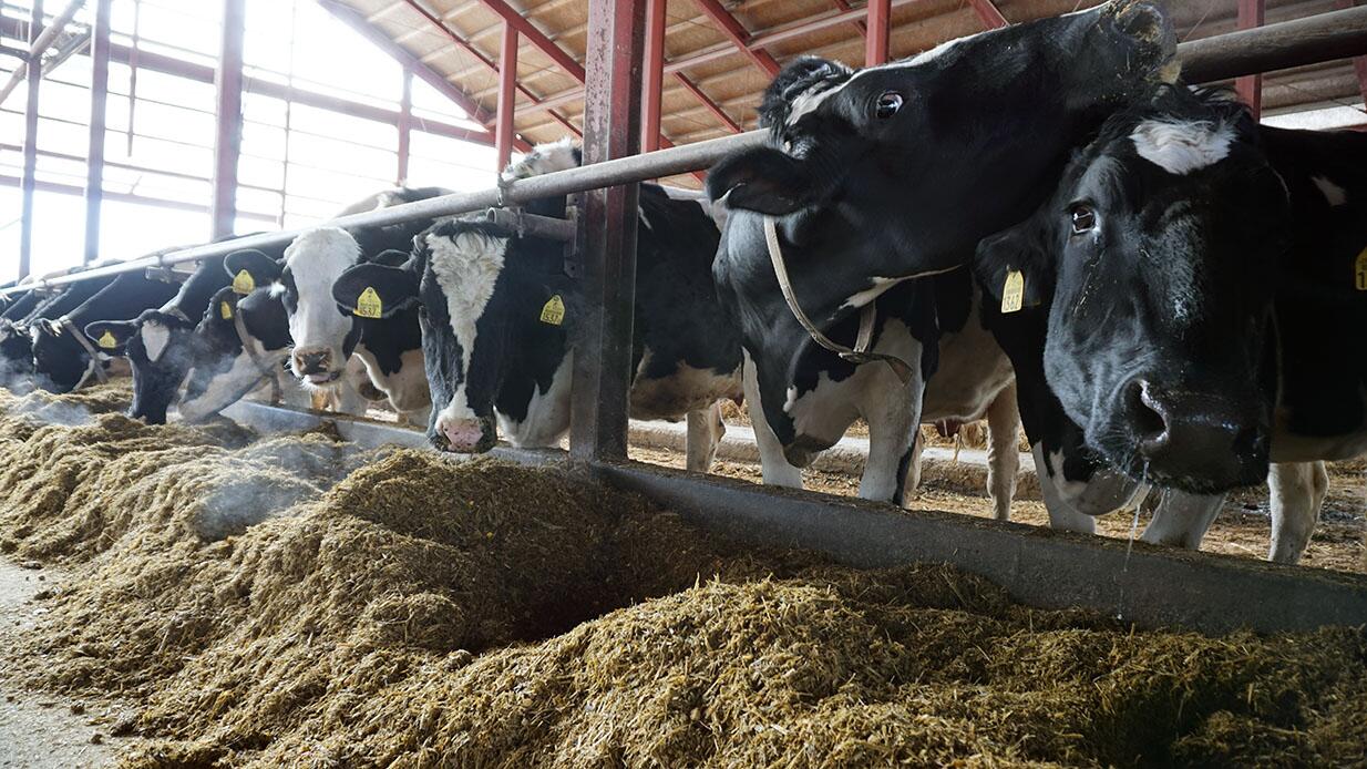 Rumen additive and controlled energy benefit dairy cows during dry period