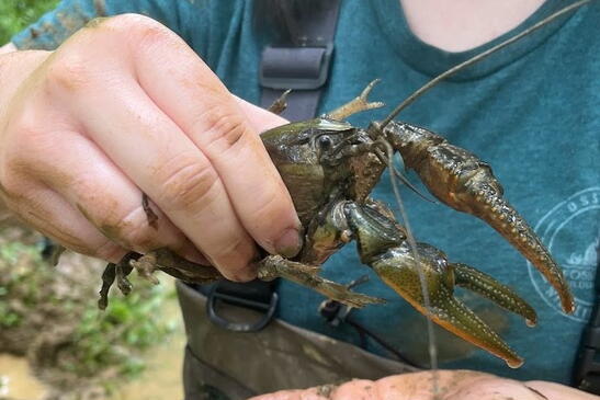 A large crayfish is held in one hand, with another hand below. In the background is a person’s upper body in a t-shirt and chest waders.