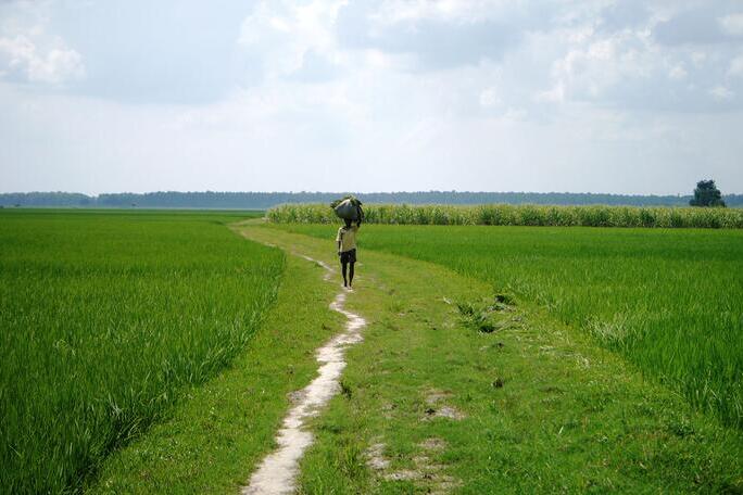 Rice fields in India