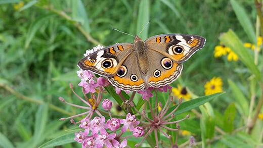 Become a citizen scientist for pollinators with University of Illinois