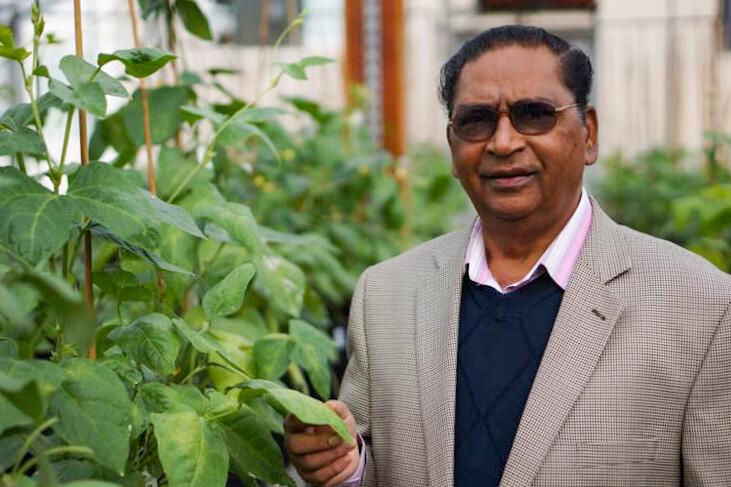 B.B. Singh, a visiting scholar and cowpea breeder with the Texas A&M soil and crop sciences department, in the greenhouse with cowpea plants at Texas A&M University in College Station. (Texas A&M AgriLife photo)