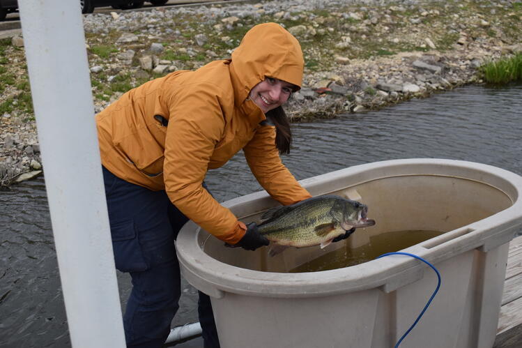 オオクチバスは生け簀の水温の変化によってストレスを受ける（Live well temperature variations stress out largemouth bass, study finds）