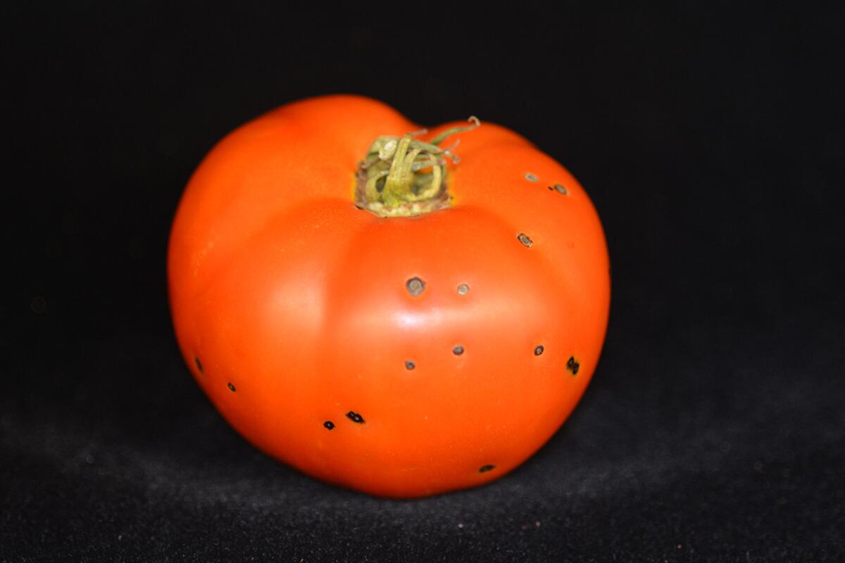 Discovery of new protein in tomato explains long-standing plant immunity mystery