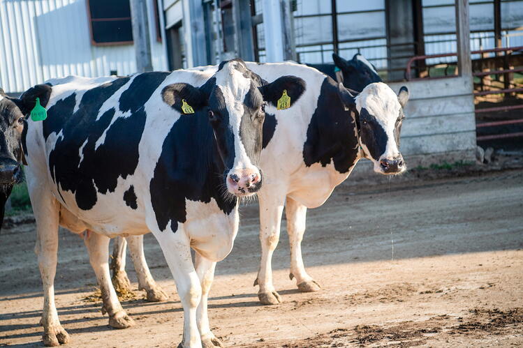 Dairy cows outside a building