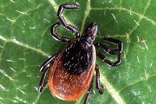 Deer tick