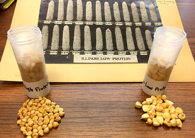 Yield-boosting stay-green gene identified from 118-year-old experiment in corn Yield-boosting stay-green gene identified from 118-year-old experiment in corn