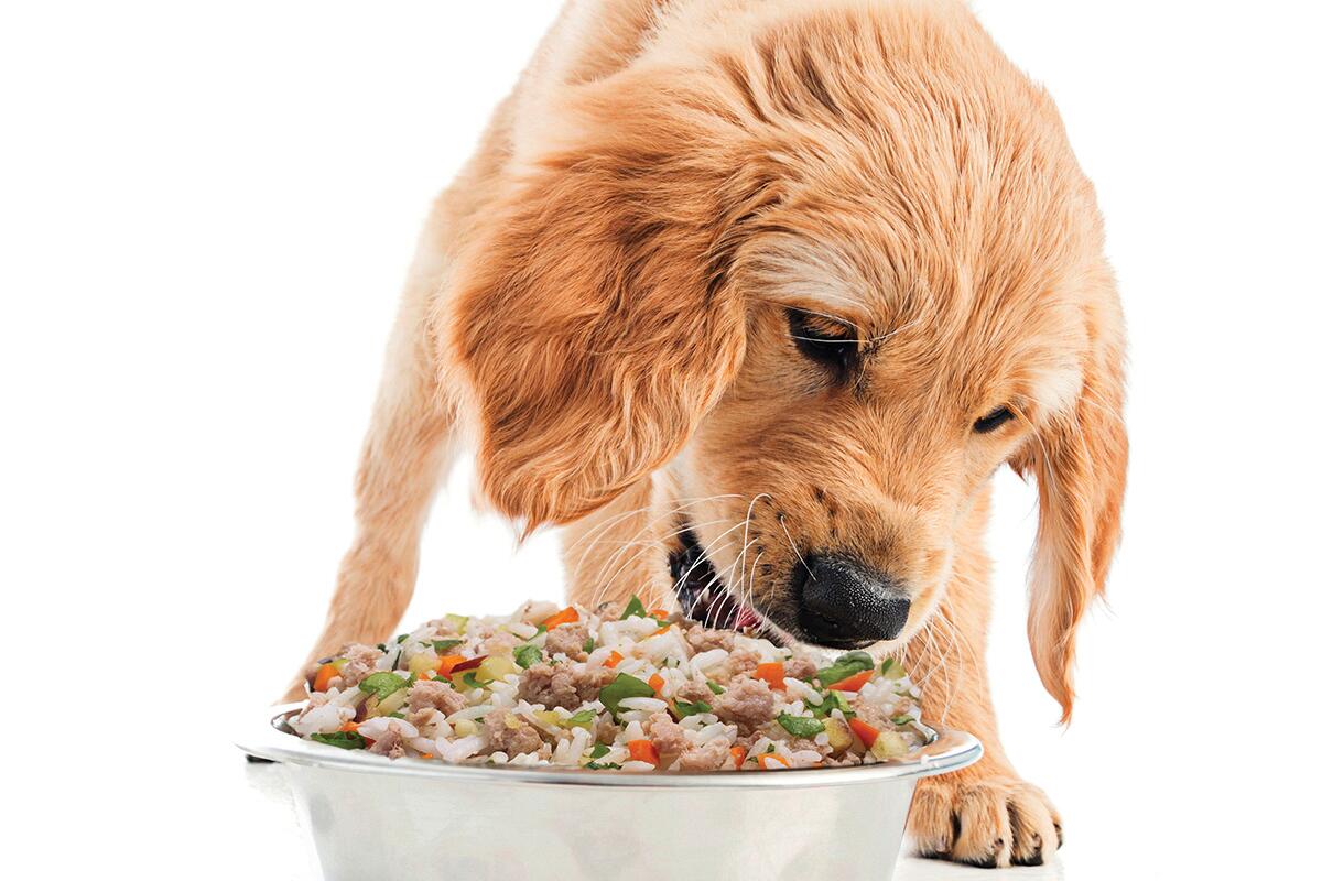 First study on human-grade dog food says whole, fresh food is highly digestible