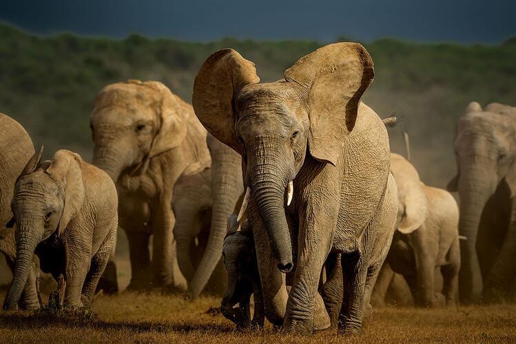 African savanna elephants in Addo Elephant National Park in South Africa. Photo by Rudi van Aarde