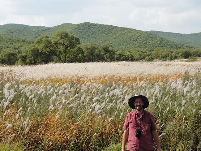 When temperatures drop, Siberian Miscanthus  plants surpass main bioenergy variety