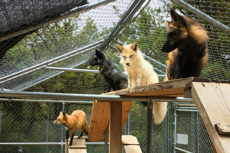 Four foxes of different colors sit and stand on wooden platforms in an enclosed outdoor habitat made of wire fencing and wooden planks. Trees are visible in the background.