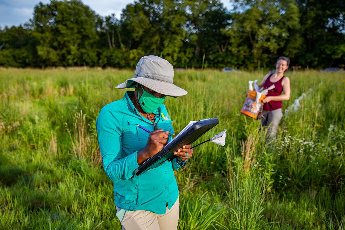 Building a prairie and watching for bees