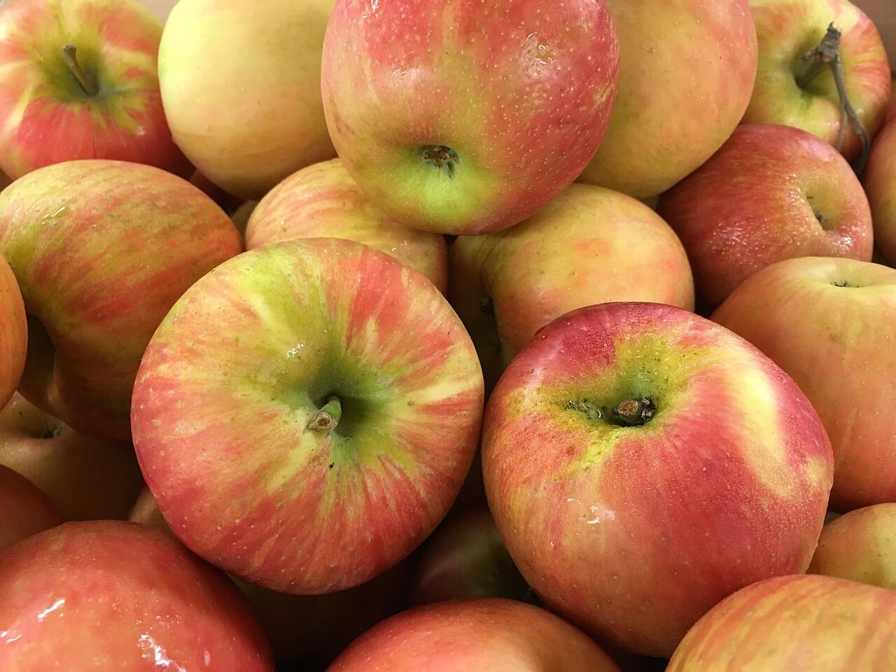 Illinois plant pathologist reports good news for pumpkins, apples