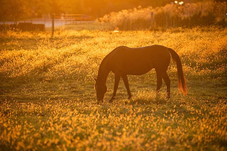 Horse grazing in sunset haze