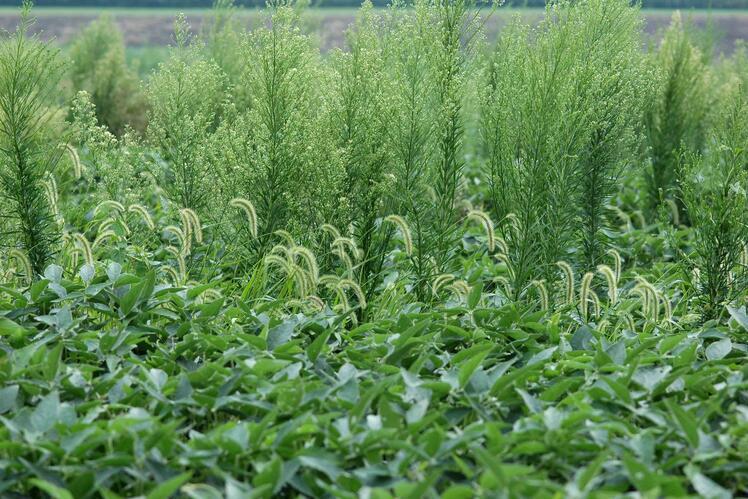 With over-reliance on a single chemical solution, weed growth can go unchecked. soybean field with tall weeds in background
