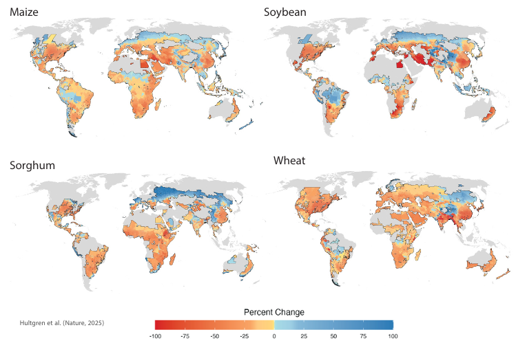 A subset of crops likely to be affected by climate change, accounting for realistic adaptation An image showing four world maps, labeled maize, soybean, sorghum, and wheat. Color coding on maps shows where these crops will decline under climate change.