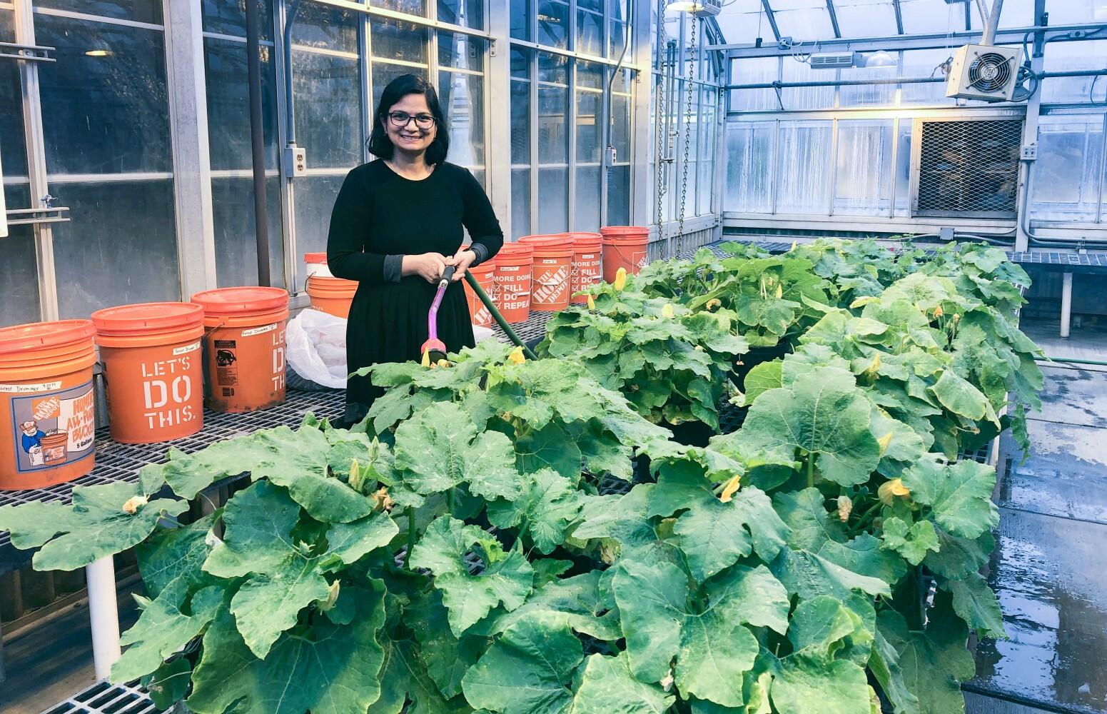 Genome sequenced for pesky pumpkin pathogen