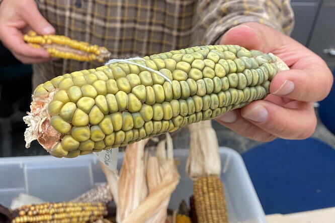 A greenish corn cob with irregularly shaped kernels is held out towards the viewer by an ARS employee. In the background are multi-colored dried corn cobs.
