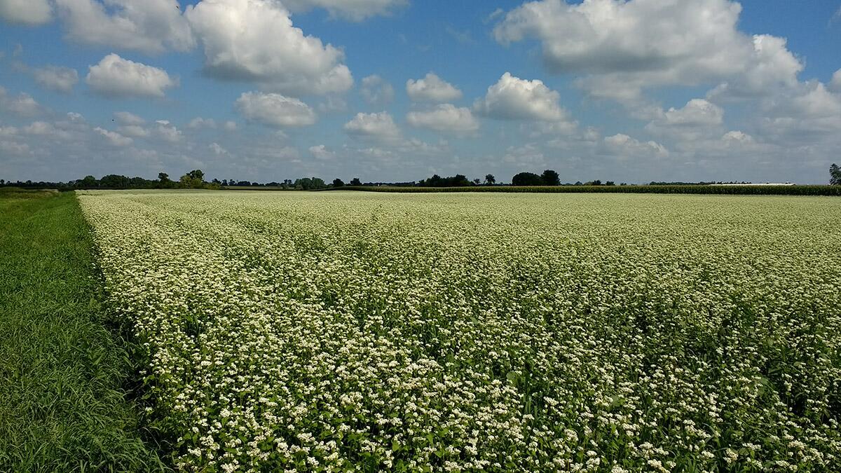 Illinois Regenerative Agriculture Initiative launches at University of Illinois