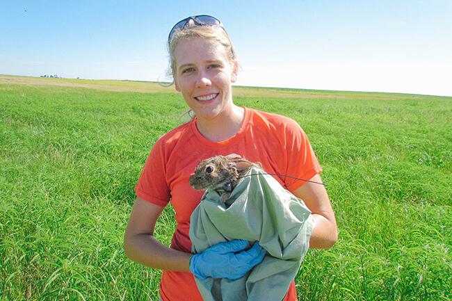Illinois croplands provide false sense of security to rabbits, study suggests